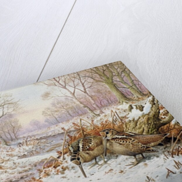 Woodcock by Carl Donner