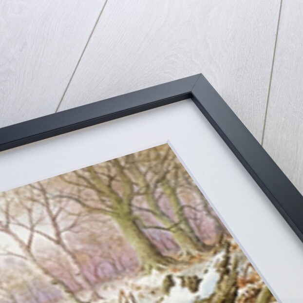 Woodcock by Carl Donner