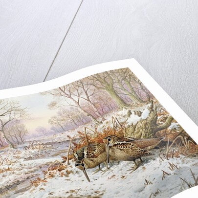 Woodcock by Carl Donner