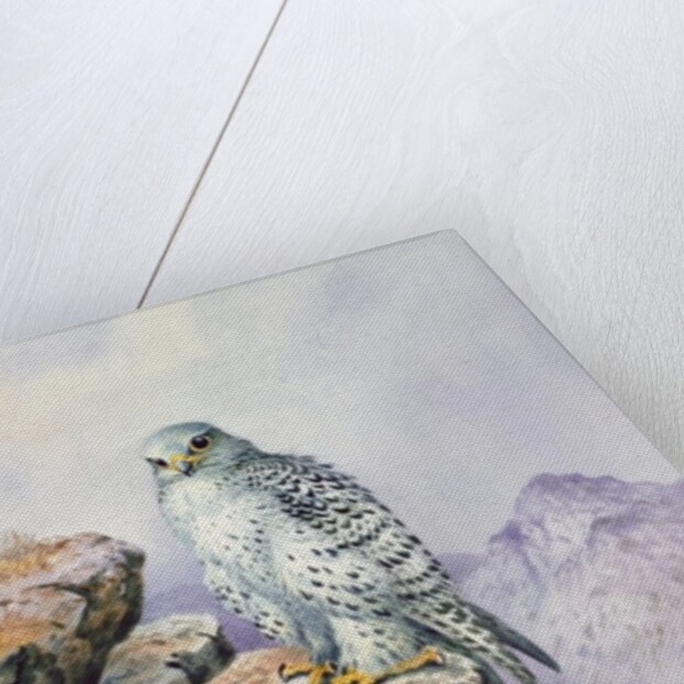 Gyrfalcon by Carl Donner