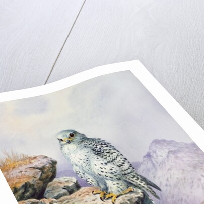 Gyrfalcon by Carl Donner