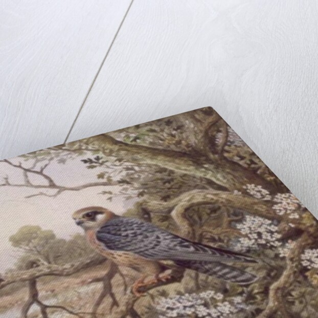 Red-footed Falcons by Carl Donner