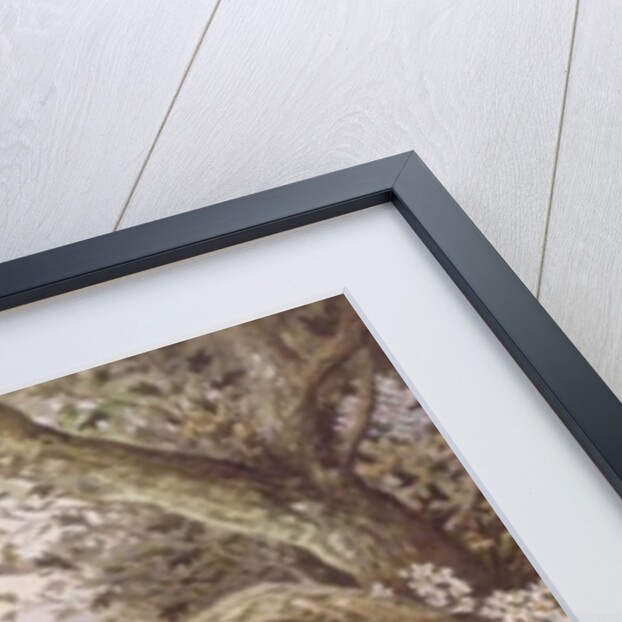 Red-footed Falcons by Carl Donner