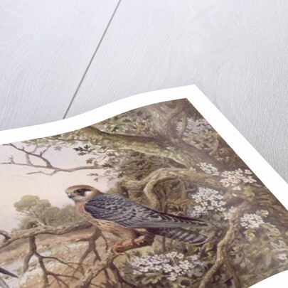 Red-footed Falcons by Carl Donner