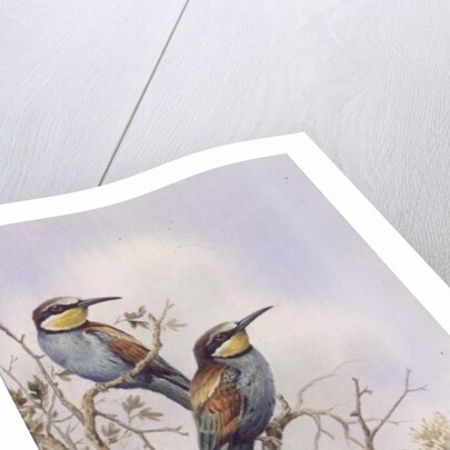 Bee-Eaters by Carl Donner