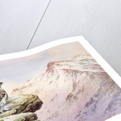 Ptarmigan on the High Tops by Carl Donner