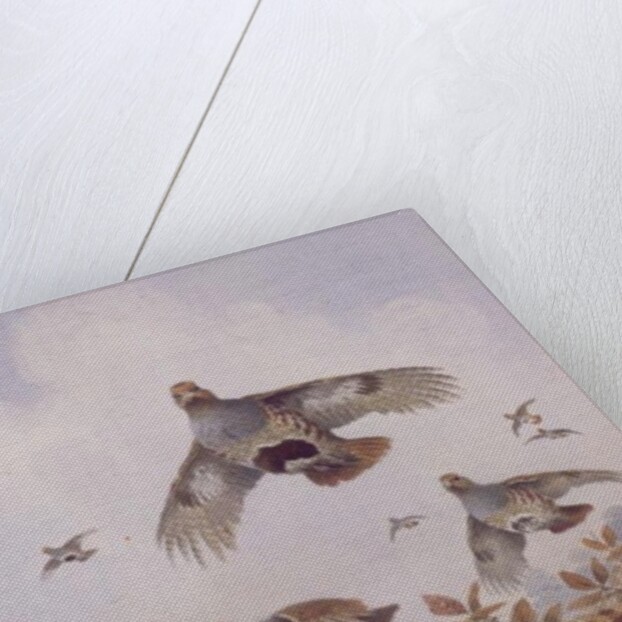Flushed Partridges by Carl Donner