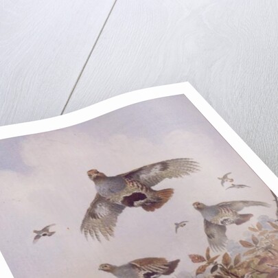 Flushed Partridges by Carl Donner