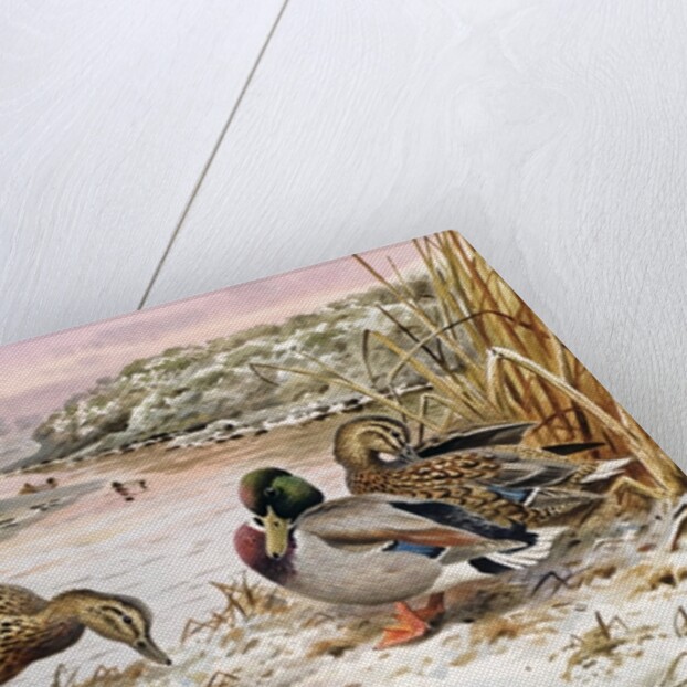 Mallards in a Quiet Corner by Carl Donner