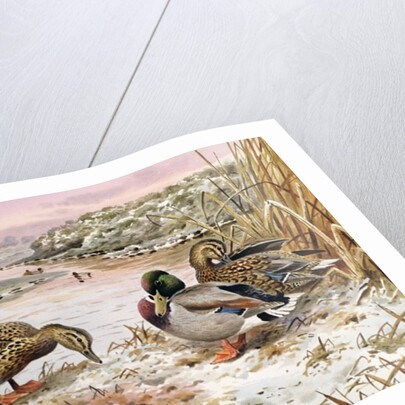 Mallards in a Quiet Corner by Carl Donner