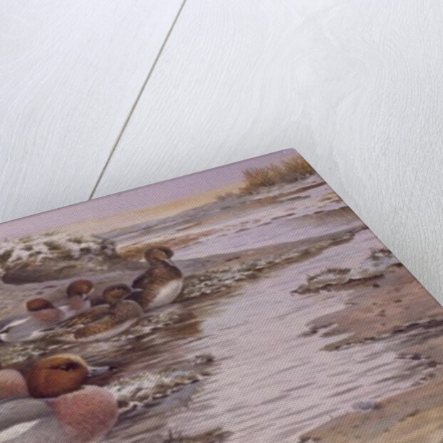 Daybreak on the Washes - Wigeon by Carl Donner