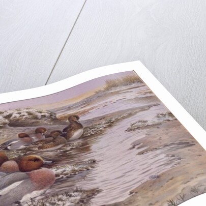 Daybreak on the Washes - Wigeon by Carl Donner