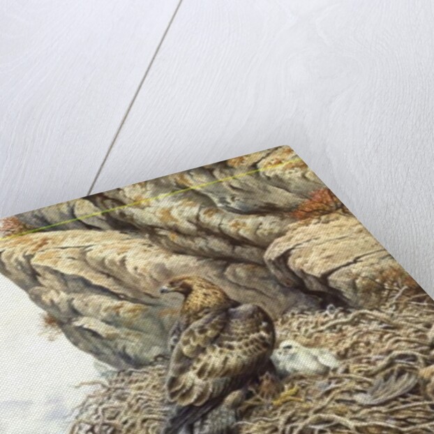 Golden Eagles at Eyrie by Carl Donner