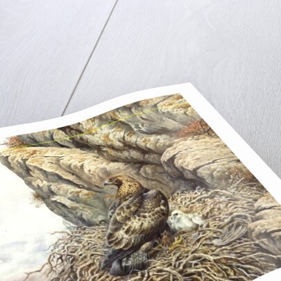 Golden Eagles at Eyrie by Carl Donner