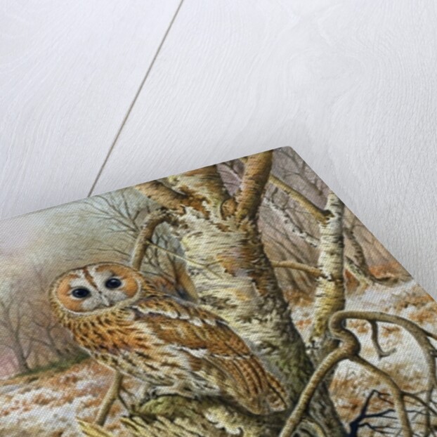 Tawny Owl by Carl Donner