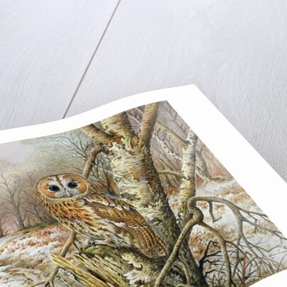 Tawny Owl by Carl Donner