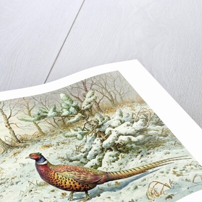 Cock Pheasant and Chaffinch by Carl Donner