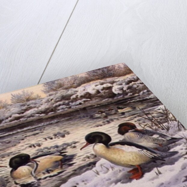 Goosanders by Carl Donner