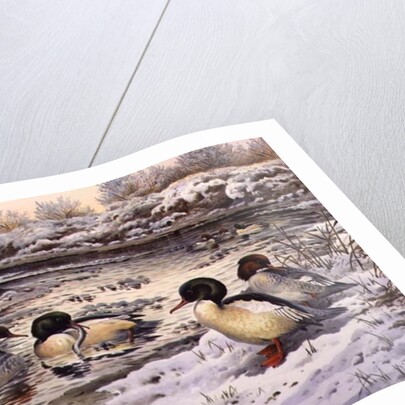 Goosanders by Carl Donner