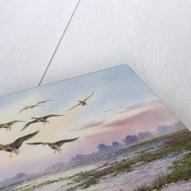 White-Fronted Geese Alighting by Carl Donner
