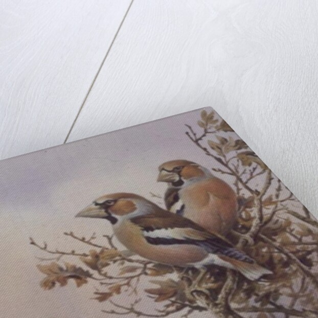 Pair of Chaffinches by Carl Donner