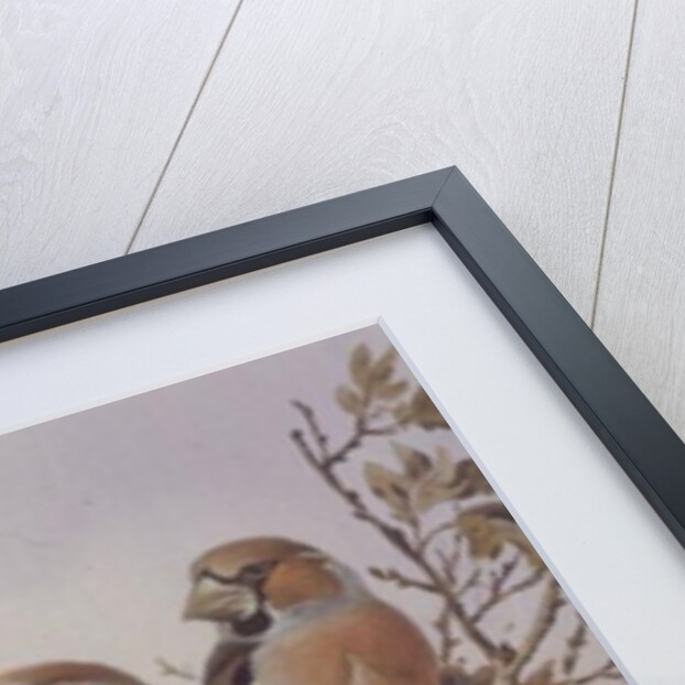 Pair of Chaffinches by Carl Donner