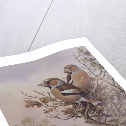 Pair of Chaffinches by Carl Donner