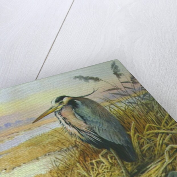 Grey Heron by Carl Donner