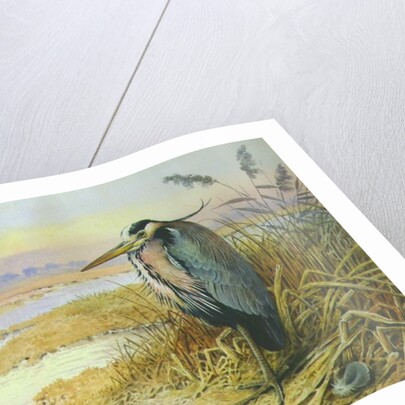 Grey Heron by Carl Donner