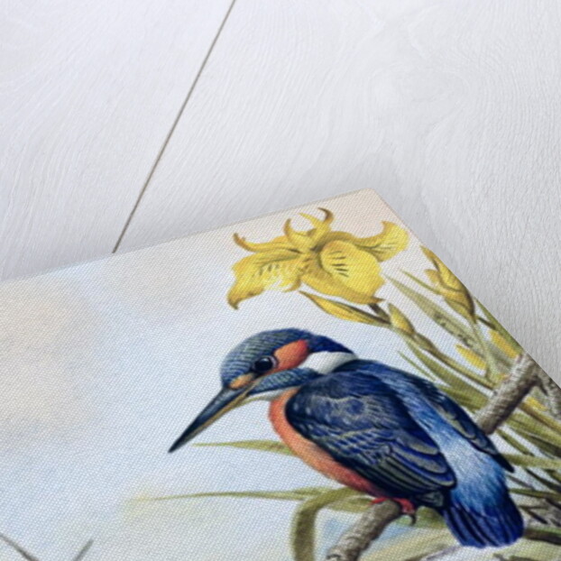 Kingfisher with Flag Iris and Windmill by Carl Donner