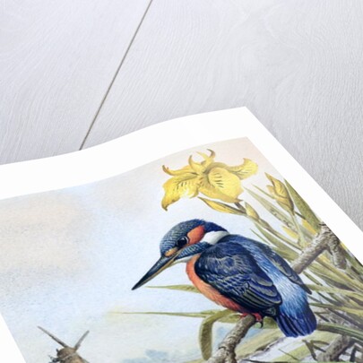 Kingfisher with Flag Iris and Windmill by Carl Donner