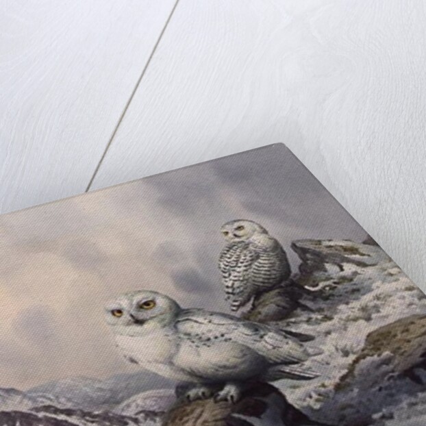 Pair of Snowy Owls in the Snowy Mountains, Australia by Carl Donner