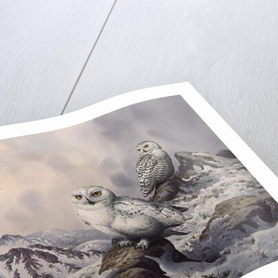 Pair of Snowy Owls in the Snowy Mountains, Australia by Carl Donner