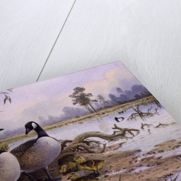 Geese: Canada by Carl Donner