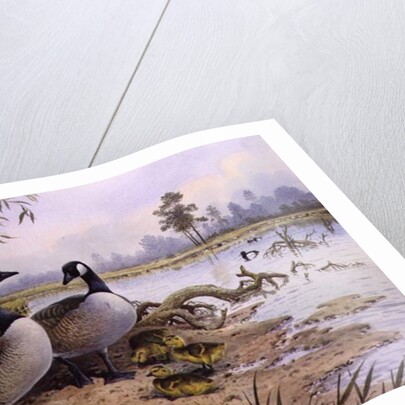 Geese: Canada by Carl Donner