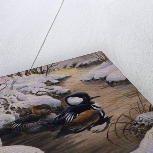 Hooded Mergansers on a Pool by Carl Donner