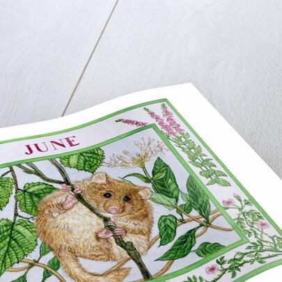 June by Catherine Bradbury