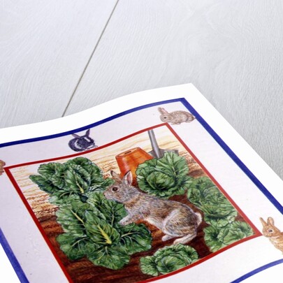 A Rabbit in the Cabbage Patch by Catherine Bradbury