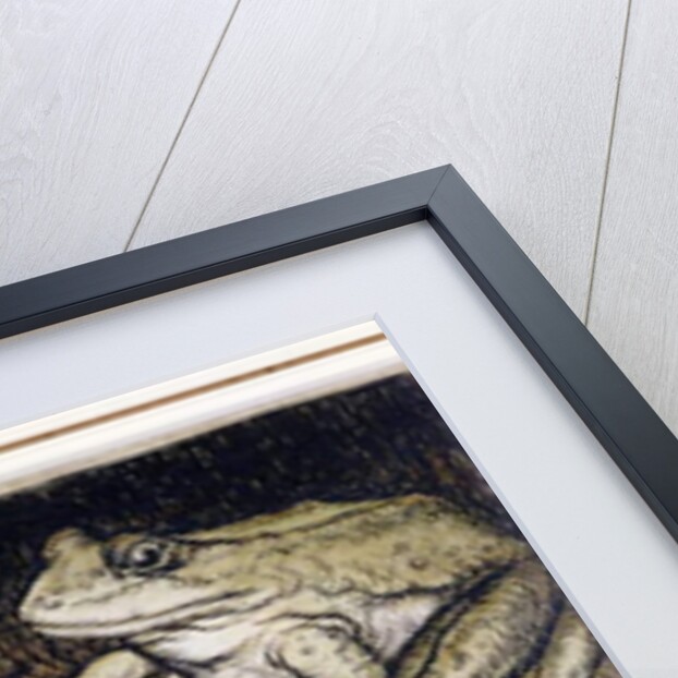 The Frogs and the Well by Arthur Rackham