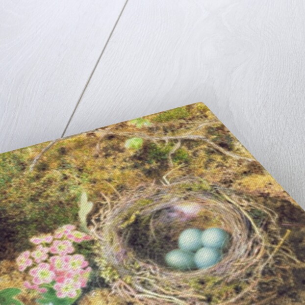 Bird's nest and blossom by John Sherrin