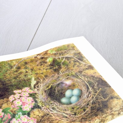 Bird's nest and blossom by John Sherrin