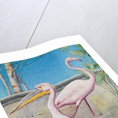 Pelican and Flamingo by Henry Stacy Marks