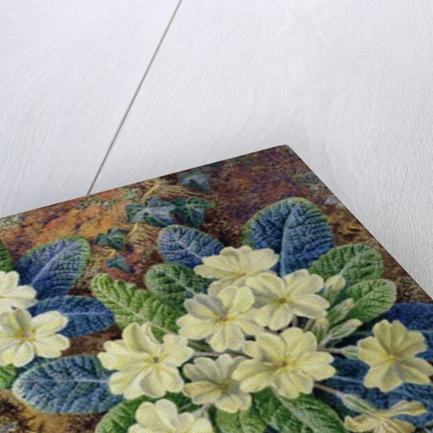 Primroses and a bird's nest by Thomas Frederick Collier