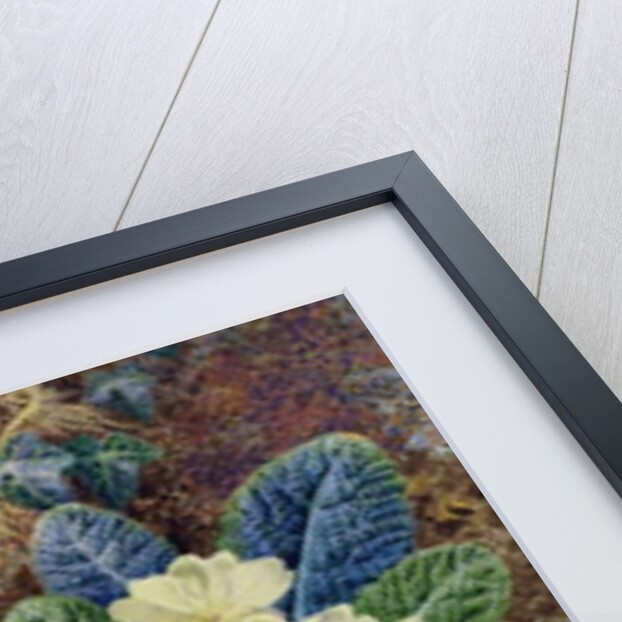 Primroses and a bird's nest by Thomas Frederick Collier