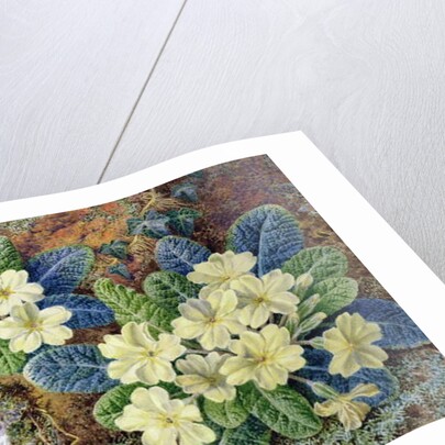 Primroses and a bird's nest by Thomas Frederick Collier