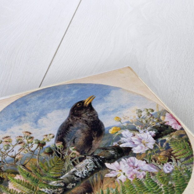 Blackbird, 1864 by Harrison William Weir