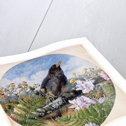 Blackbird, 1864 by Harrison William Weir