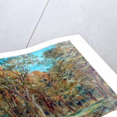 Sherwood Forest by Richard Sebastian Bond