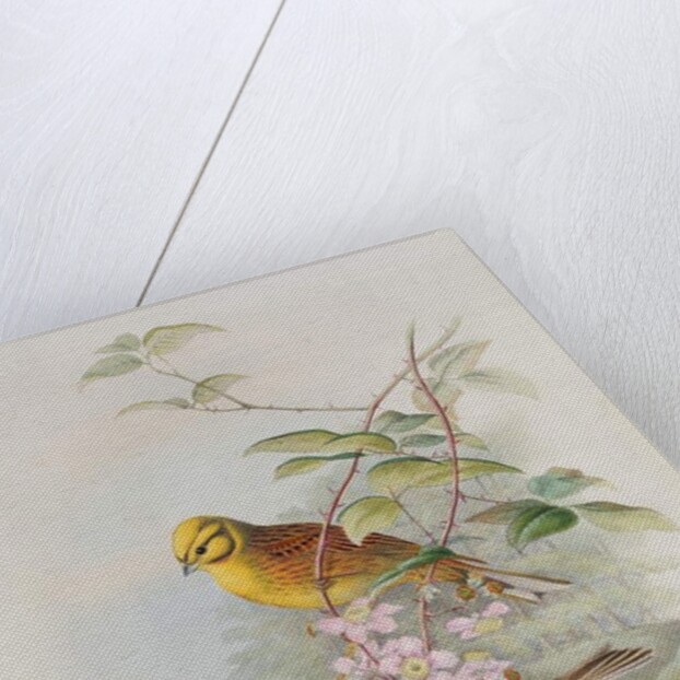 Yellowhammer, 1873 by John Gould