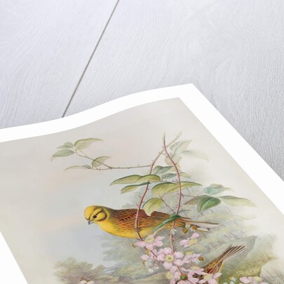 Yellowhammer, 1873 by John Gould